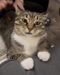 Lost Female Cat last seen Ne 20th St, Cape Coral, FL 33909