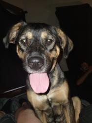 Reunited Female Dog last seen Last seen on Hubbard and parkway , Battle Creek, MI 49037