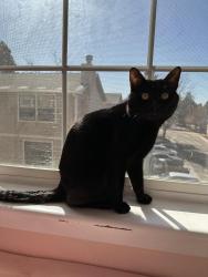 Lost Male Cat last seen Tower y 61 conjunto ascend at Peña station, Denver, CO 80249
