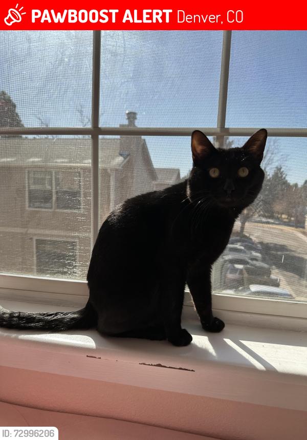 Lost Male Cat last seen Tower y 61 conjunto ascend at Peña station, Denver, CO 80249