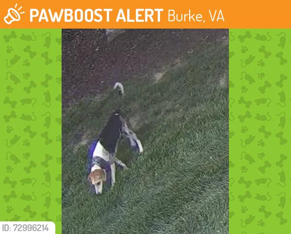 Found/Stray Unknown Dog last seen Seen at 7:47 PM at Lake Meadow Drive and Yachthaven Drive, Burke, VA 22015