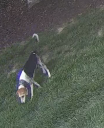 Found/Stray Unknown Dog last seen Seen at 7:47 PM at Lake Meadow Drive and Yachthaven Drive, Burke, VA 22015