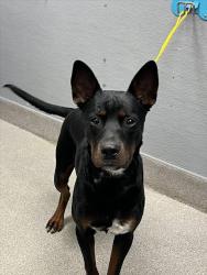 Shelter Stray Male Dog last seen Near BLOCK BOULDER HWY, LAS VEGAS NV 89122, 655 N Mojave Rd, Las Vegas, NV 89101, USA