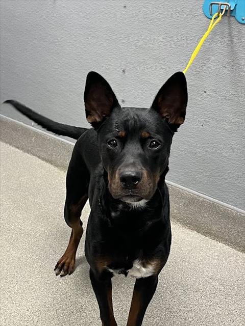 Shelter Stray Male Dog last seen Near BLOCK BOULDER HWY, LAS VEGAS NV 89122, 655 N Mojave Rd, Las Vegas, NV 89101, USA