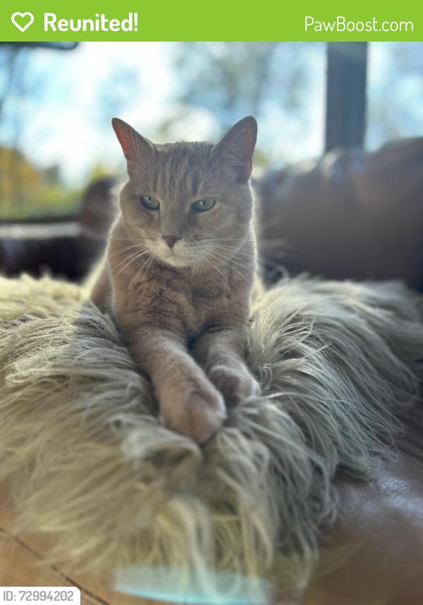 Reunited Male Cat last seen East Delaware Avenue, Wilmington, DE 19809