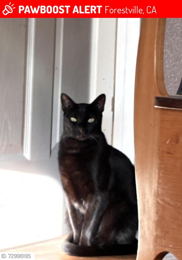 Lost Male Cat last seen Trenton/Mirable, Forestville, CA 95436