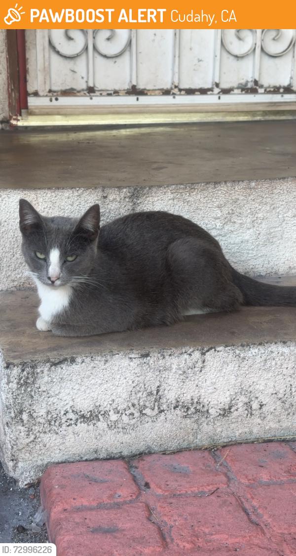 Found/Stray Female Cat last seen Otis and elizabeth st, Cudahy, CA 90201
