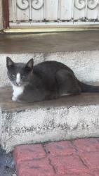 Found/Stray Female Cat last seen Otis and elizabeth st, Cudahy, CA 90201