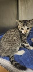 Shelter Stray Male Cat last seen , 14409 Vanowen St, Van Nuys, CA 91405, USA
