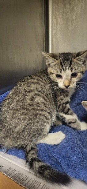 Shelter Stray Male Cat last seen , 14409 Vanowen St, Van Nuys, CA 91405, USA