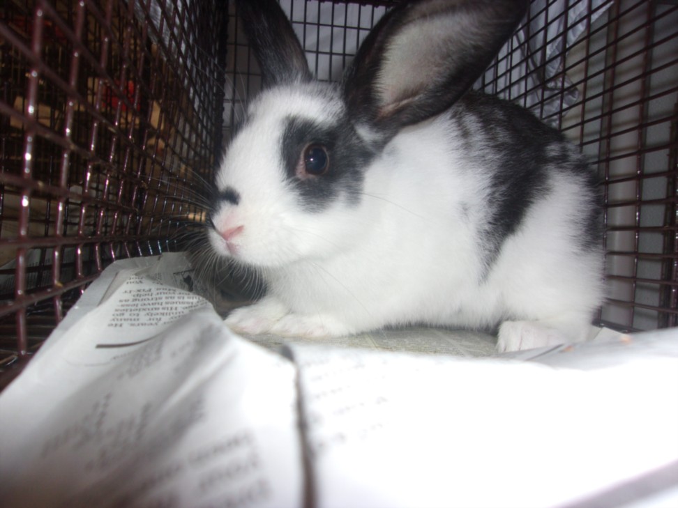 Shelter Stray Male Other last seen , 14409 Vanowen St, Van Nuys, CA 91405, USA