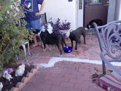 Found/Stray Male Dog last seen 32nd Ave at Peoria, Phoenix, AZ 85029