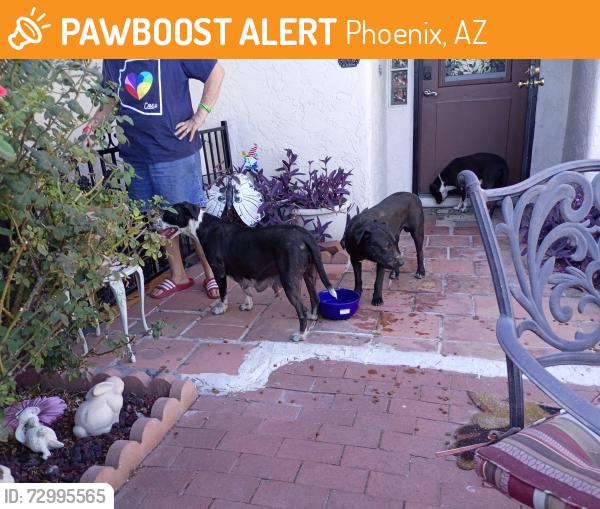 Found/Stray Male Dog last seen 32nd Ave at Peoria, Phoenix, AZ 85029