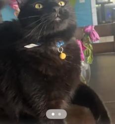 Reunited Male Cat last seen English St, Santa Ana, CA 92706