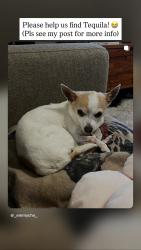 Reunited Female Dog last seen Marvin’s Mill Terrace, Leesburg, VA 20176