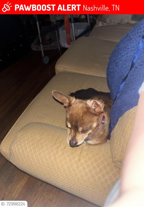 Lost Male Dog last seen Anywhere , Nashville, TN 37209