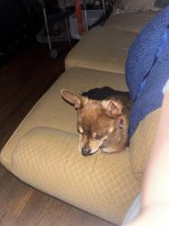 Lost Male Dog last seen Anywhere , Nashville, TN 37209