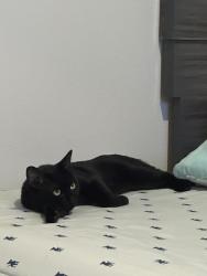 Lost Male Cat last seen Tower y 61 , Denver, CO 80249