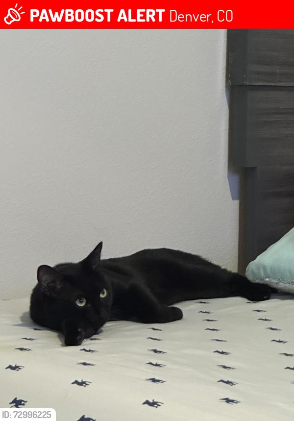 Lost Male Cat last seen Tower y 61 , Denver, CO 80249