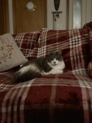 Reunited Male Cat last seen Dunkirk st , Spring Hill, FL 34608