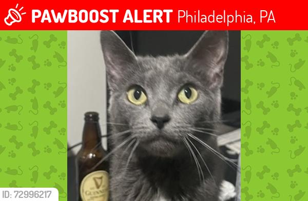Lost Female Cat last seen 18th & N Bouvier and 18th & N Gratz, Philadelphia, PA 19121