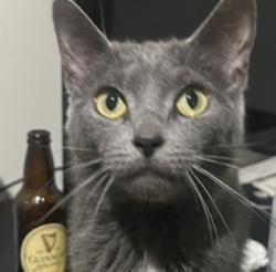 Lost Female Cat last seen 18th & N Bouvier and 18th & N Gratz, Philadelphia, PA 19121