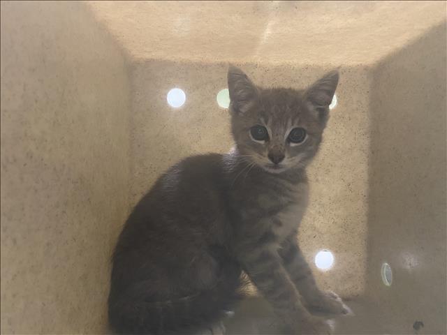Shelter Stray Unknown Cat last seen , 1850 W 60th St, Los Angeles, CA 90047, USA