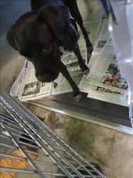 Shelter Stray Female Dog last seen , 1850 W 60th St, Los Angeles, CA 90047, USA