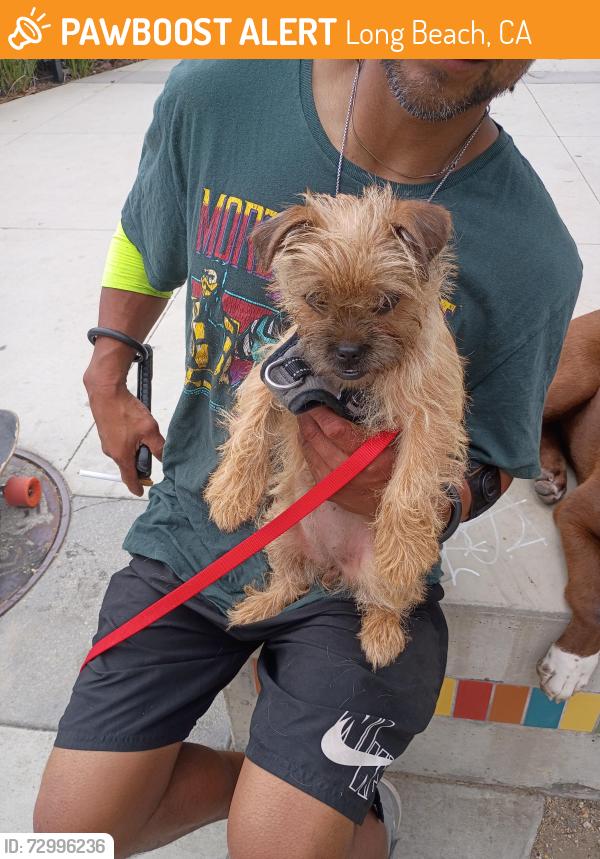 Found/Stray Female Dog last seen Alimitos and 6th, Long Beach, CA 90801