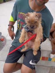 Found/Stray Female Dog last seen Alimitos and 6th, Long Beach, CA 90801