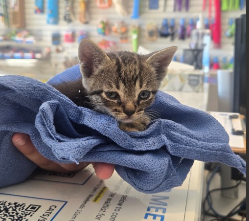 Shelter Stray Unknown Cat last seen MARINE WAY/SKYHAWK, 92618, 6443 Oak Canyon, Irvine, CA 92618, USA