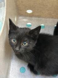 Shelter Stray Female Cat last seen Near BLOCK OF WATERVIEW ISLE, 1590 Fortmann Way, Alameda, CA 94501, USA