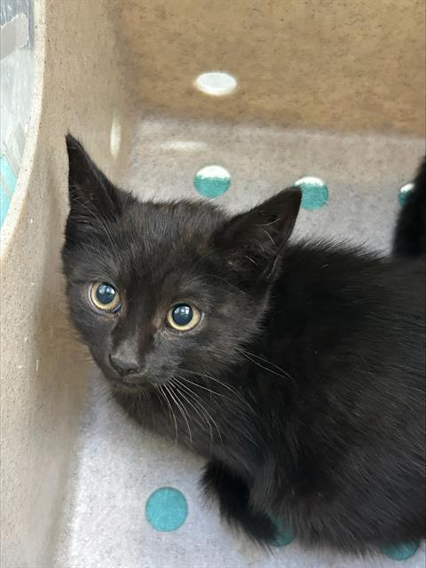 Shelter Stray Female Cat last seen Near BLOCK OF WATERVIEW ISLE, 1590 Fortmann Way, Alameda, CA 94501, USA
