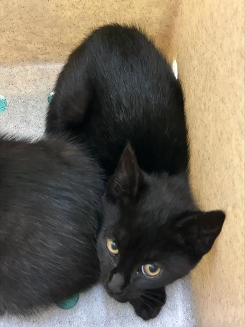 Shelter Stray Female Cat last seen Near BLOCK OF WATERVIEW ISLE, 1590 Fortmann Way, Alameda, CA 94501, USA