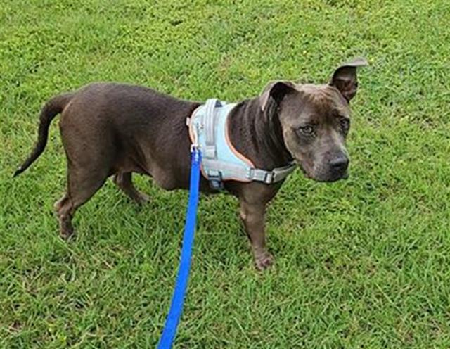 Shelter Stray Female Dog last seen , 4710 TX-151, San Antonio, TX 78227, USA