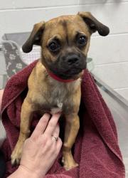 Shelter Stray Male Dog last seen Near E 59th St, 64110, MO, 7077 Elmwood Ave, Kansas City, MO 64132, USA
