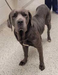 Shelter Stray Female Dog last seen Near Wyndale Ct, 64129, 64129, MO, 7077 Elmwood Ave, Kansas City, MO 64132, USA