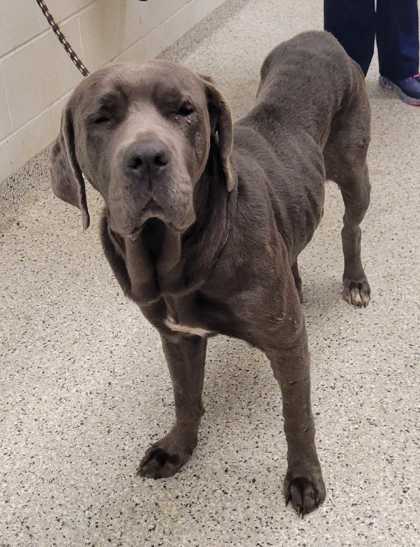 Shelter Stray Female Dog last seen Near Wyndale Ct, 64129, 64129, MO, 7077 Elmwood Ave, Kansas City, MO 64132, USA