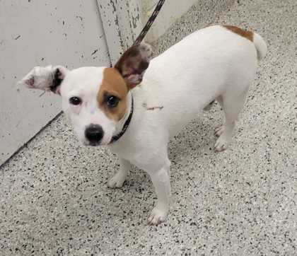 Shelter Stray Male Dog last seen Near E 34th St, 64109, MO, 7077 Elmwood Ave, Kansas City, MO 64132, USA