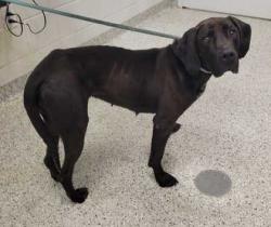 Shelter Stray Female Dog last seen Near Blue Parkway, 64129, MO, 7077 Elmwood Ave, Kansas City, MO 64132, USA