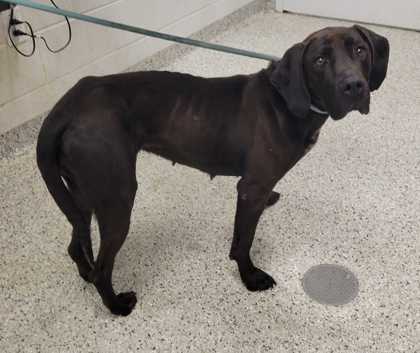 Shelter Stray Female Dog last seen Near Blue Parkway, 64129, MO, 7077 Elmwood Ave, Kansas City, MO 64132, USA