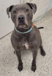 Shelter Stray Female Dog last seen Independence Ave and Hwy 435, 64126, MO, 7077 Elmwood Ave, Kansas City, MO 64132, USA