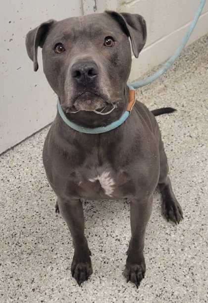 Shelter Stray Female Dog last seen Independence Ave and Hwy 435, 64126, MO, 7077 Elmwood Ave, Kansas City, MO 64132, USA