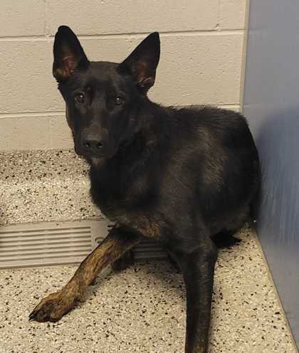 Shelter Stray Female Dog last seen Near NE Englewood, 64118, MO, 7077 Elmwood Ave, Kansas City, MO 64132, USA