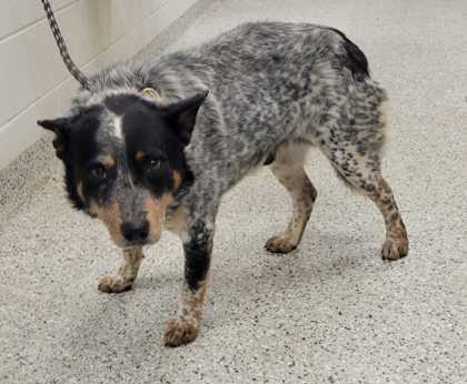 Shelter Stray Male Dog last seen Near Chestnut Ave, 64130, MO, 7077 Elmwood Ave, Kansas City, MO 64132, USA