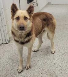 Shelter Stray Female Dog last seen Near Chestnut Ave, 64130, MO, 7077 Elmwood Ave, Kansas City, MO 64132, USA