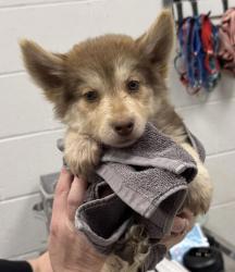 Shelter Stray Female Dog last seen Near Chestnut Ave, 64130, MO, 7077 Elmwood Ave, Kansas City, MO 64132, USA