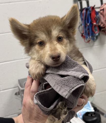 Shelter Stray Female Dog last seen Near Chestnut Ave, 64130, MO, 7077 Elmwood Ave, Kansas City, MO 64132, USA