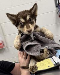 Shelter Stray Male Dog last seen Near Chestnut Ave, 64130, MO, 7077 Elmwood Ave, Kansas City, MO 64132, USA