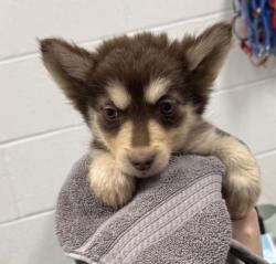 Shelter Stray Female Dog last seen Near Chestnut Ave, 64130, MO, 7077 Elmwood Ave, Kansas City, MO 64132, USA
